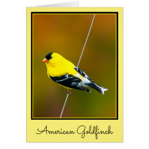 American Goldfinch - originalfoto Hälsningskort