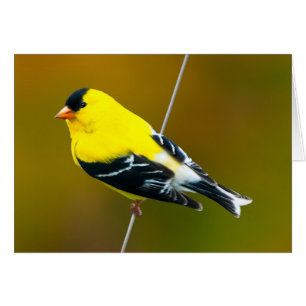 American Goldfinch - originalfoto Hälsningskort