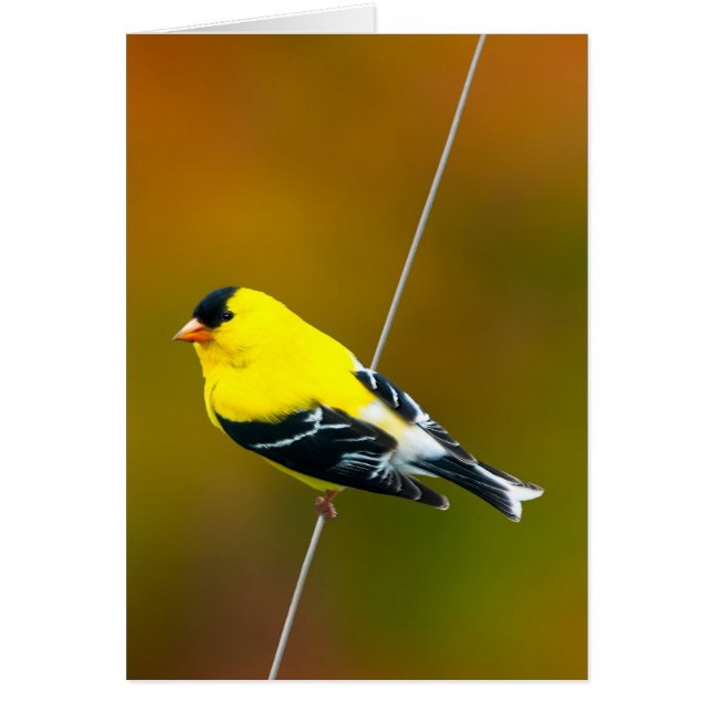American Goldfinch - originalfoto Hälsningskort (Framsidan)