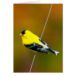 American Goldfinch - originalfoto Hälsningskort
