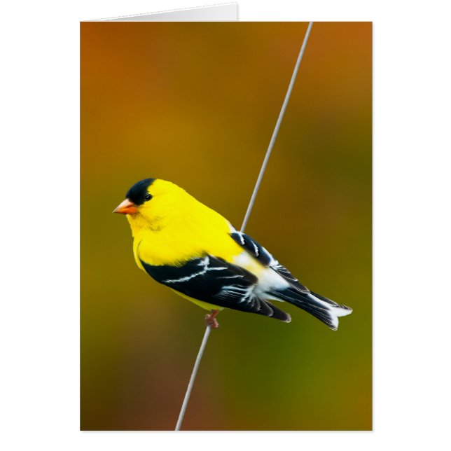 American Goldfinch - originalfoto Hälsningskort (Framsidan)