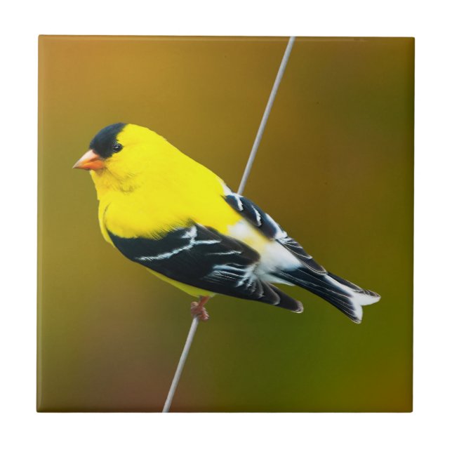 American Goldfinch - originalfoto Kakelplatta (Framsidan)