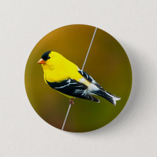 American Goldfinch - originalfoto Knapp
