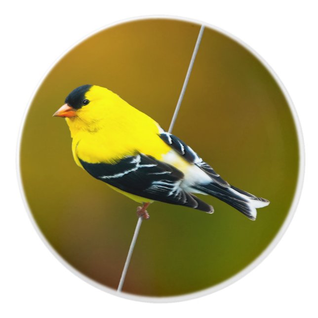 American Goldfinch - originalfoto Knopp (Framsidan)