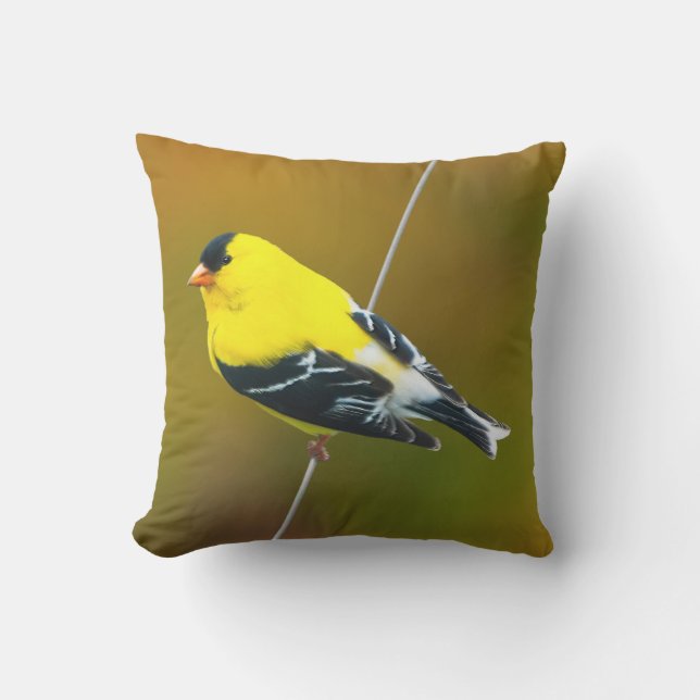 American Goldfinch - originalfoto Kudde (Framsida)