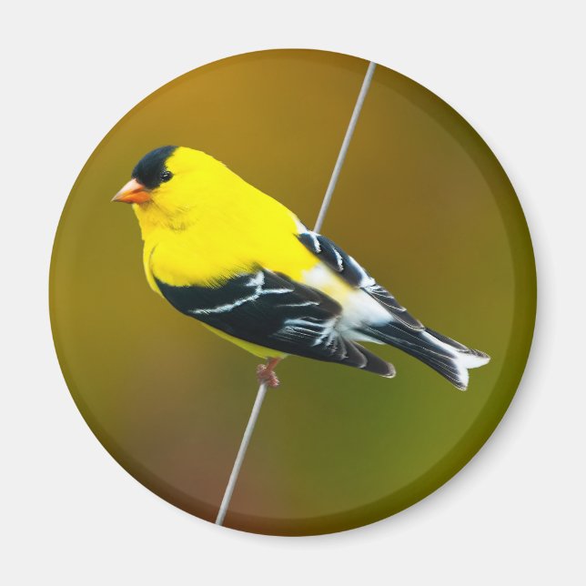 American Goldfinch - originalfoto Magnet (Framsidan)