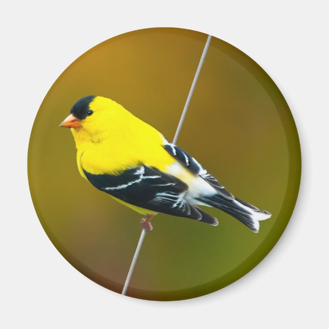 American Goldfinch - originalfoto Magnet (Framsidan)