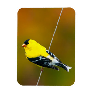 American Goldfinch - originalfoto Magnet