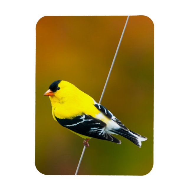 American Goldfinch - originalfoto Magnet (Vertikal)