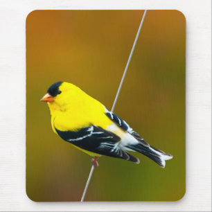 American Goldfinch - originalfoto Musmatta