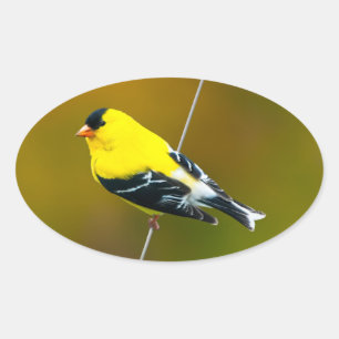 American Goldfinch - originalfoto Ovalt Klistermärke