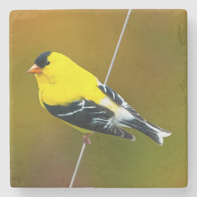 American Goldfinch - originalfoto Stenunderlägg (Framsidan)