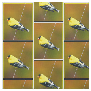 American Goldfinch - originalfoto Tyg