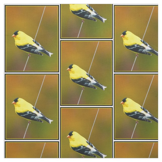 American Goldfinch - originalfoto Tyg (Provkarta)