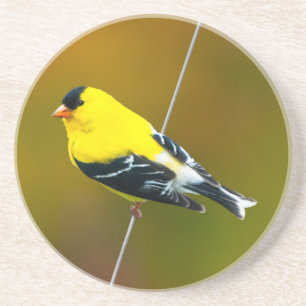 American Goldfinch - originalfoto Underlägg