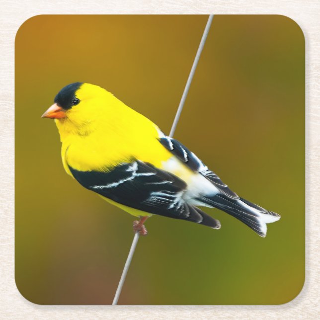 American Goldfinch - originalfoto Underlägg Papper Kvadrat (Framsidan)