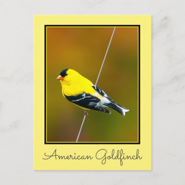 American Goldfinch - originalfoto Vykort (Framsida)