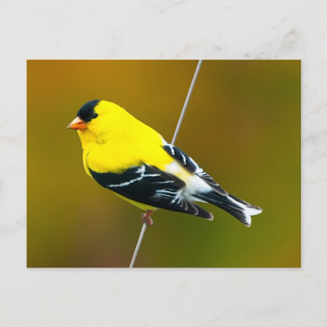 American Goldfinch - originalfoto Vykort (Framsida)
