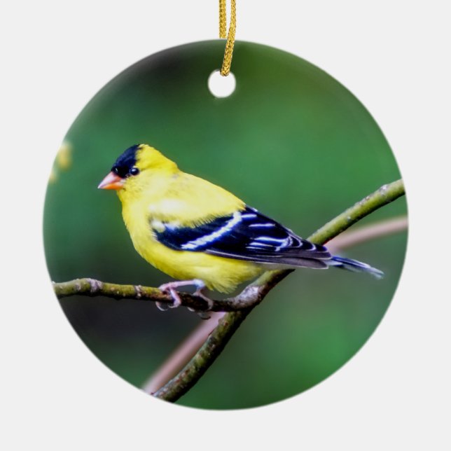 American Goldfinch Ornament (Framsidan)