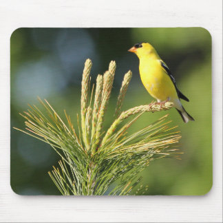 American Goldfinch på Mouse Pad Musmatta