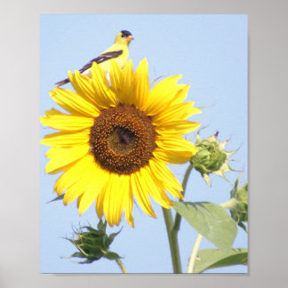 American Goldfinch på Solros Poster