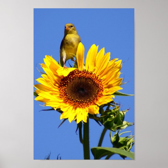 American Goldfinch på Solros Poster (Framsidan)