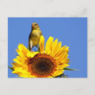 American Goldfinch på Solros Vykort