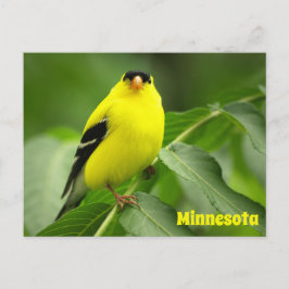 American Goldfinch Postcard Vykort
