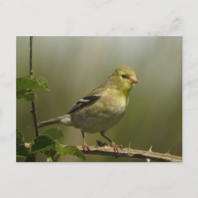 American Goldfinch Postcard Vykort (Framsida)