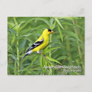 American Goldfinch Postcard Vykort
