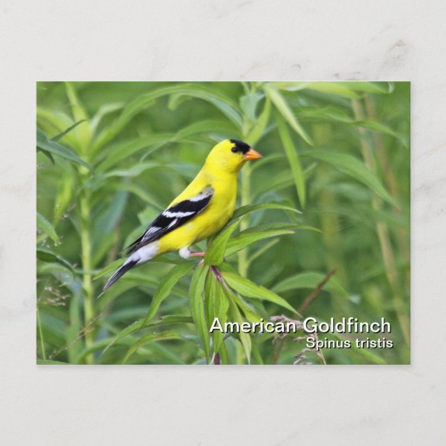 American Goldfinch Postcard Vykort (Framsida)