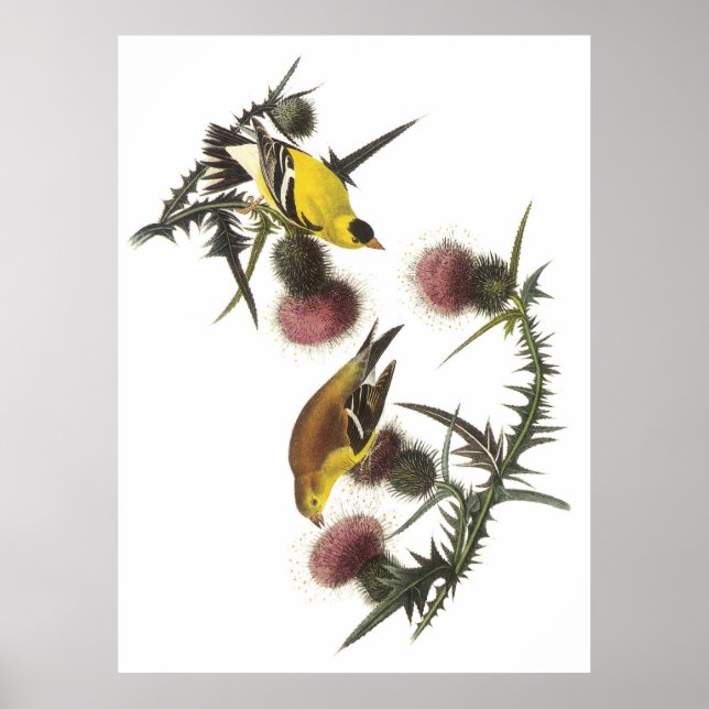 American Goldfinch Poster (Framsidan)