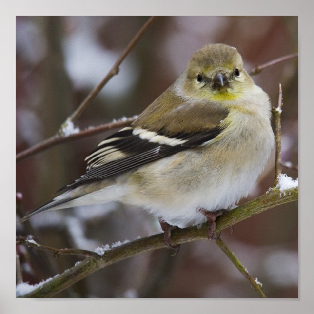 American Goldfinch Poster (Framsidan)