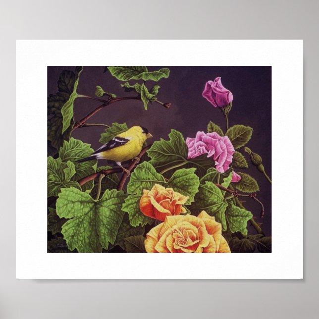 American Goldfinch Poster (Framsidan)