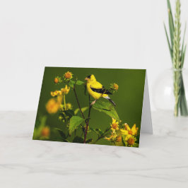 American Goldfinch Tack Kort