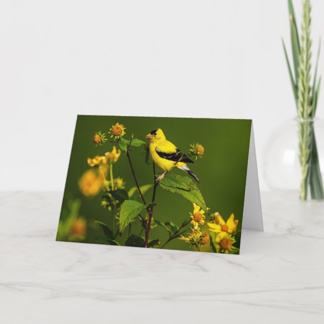 American Goldfinch Tack Kort (Framsida)