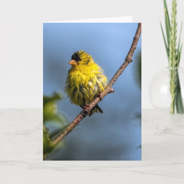 American Goldfinch - tackkort (Framsida)