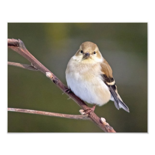 American Goldfinch Tittar på dig Fototryck (Framsidan)