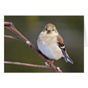American Goldfinch Tittar på dig Hälsningskort