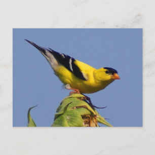 American Goldfinch Vykort