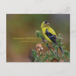 American Goldfinch Vykort