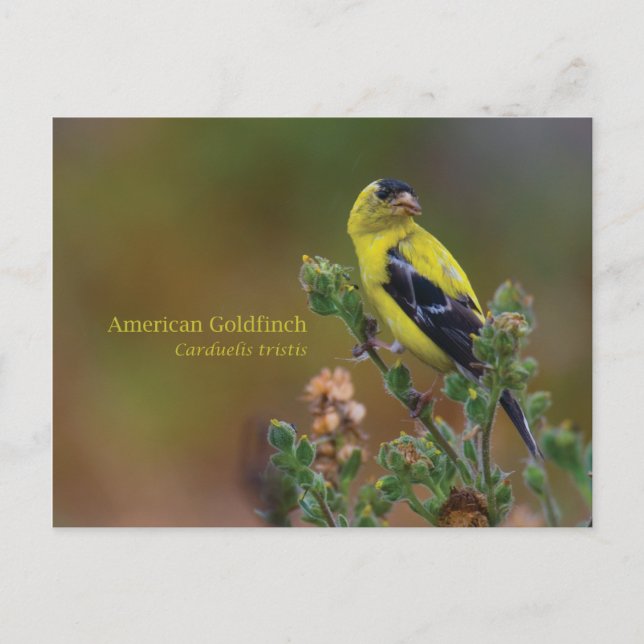 American Goldfinch Vykort (Framsida)