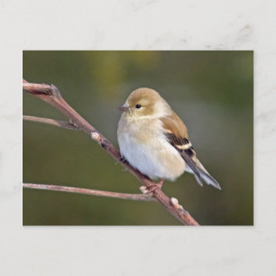 American Goldfinch Vykort