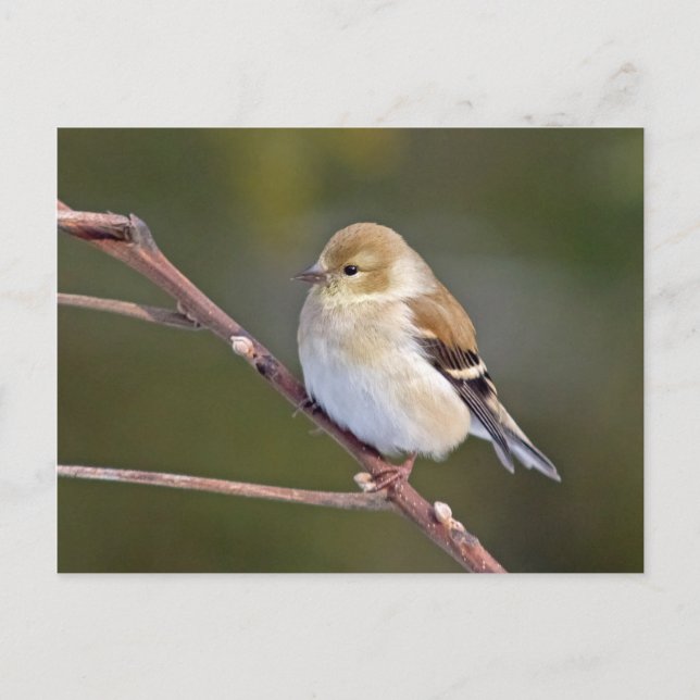 American Goldfinch Vykort (Framsida)