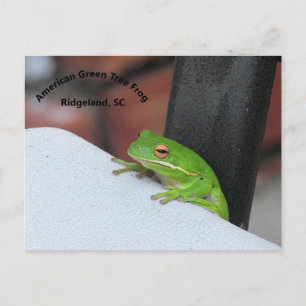American Grönt Treefrog vykort