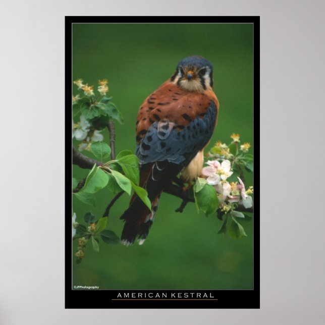 American Kestral Poster (Framsidan)