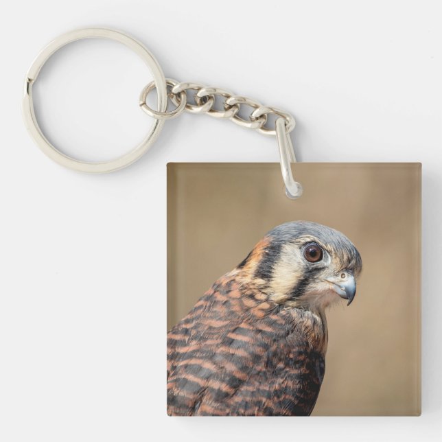 American Kestrel (Framsidan)