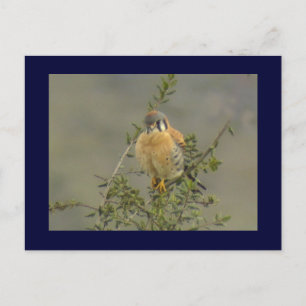 American Kestrel 1 vykort
