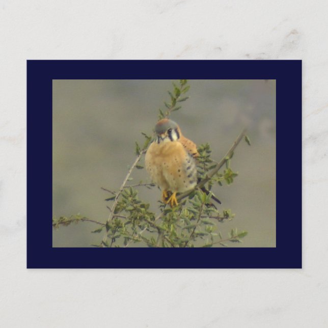 American Kestrel 1 vykort (Framsida)