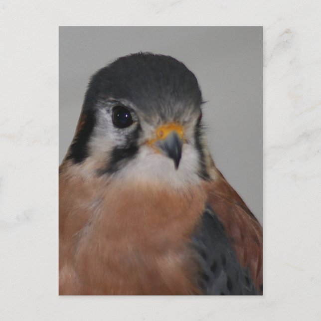 American kestrel Bird Photo Vykort (Framsida)
